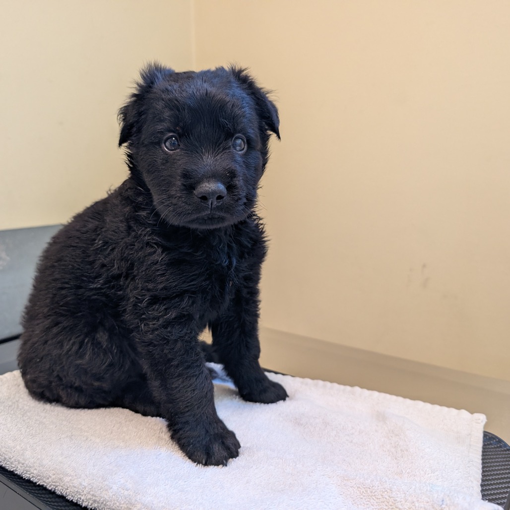 Shelter Stray Male Dog last seen , 361 S Raymond Ave, Pasadena, CA 91105, USA
