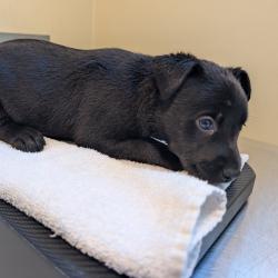 Shelter Stray Unknown Dog last seen , 361 S Raymond Ave, Pasadena, CA 91105, USA