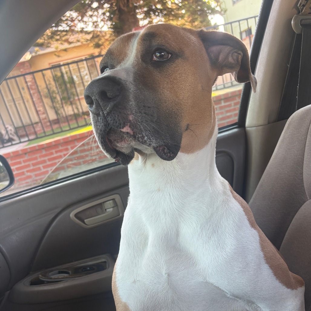 Shelter Stray Male Dog last seen , 361 S Raymond Ave, Pasadena, CA 91105, USA