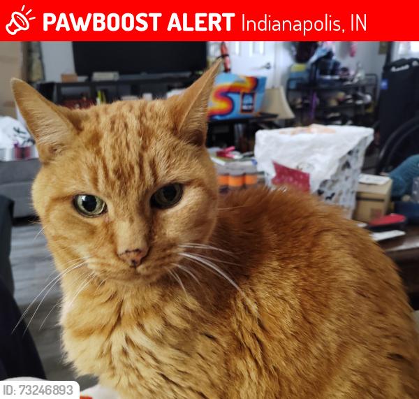 Lost Male Cat last seen 34th st, summerfield NORTH, Indianapolis, IN 46214