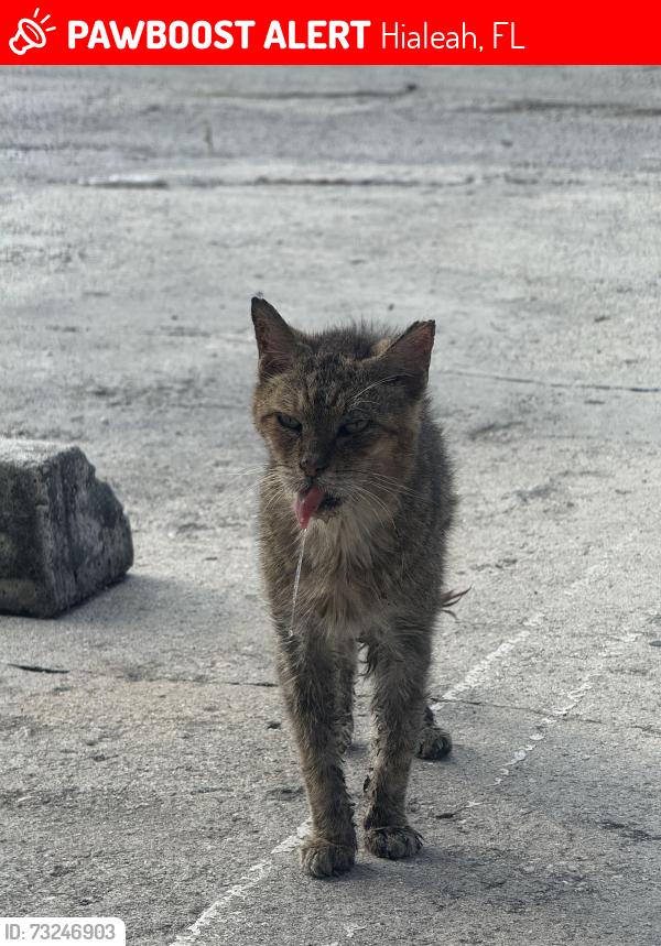 Lost Male Cat last seen near gsm phone repair, Hialeah, FL 33010
