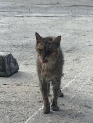 Lost Male Cat last seen near gsm phone repair, Hialeah, FL 33010