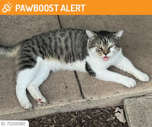 Found/Stray Male Cat last seen Abbott Rd and Concord Drive, Franklin Township, NJ 08873
