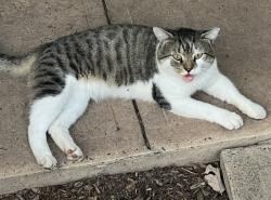 Found/Stray Male Cat last seen Abbott Rd and Concord Drive, Franklin Township, NJ 08873
