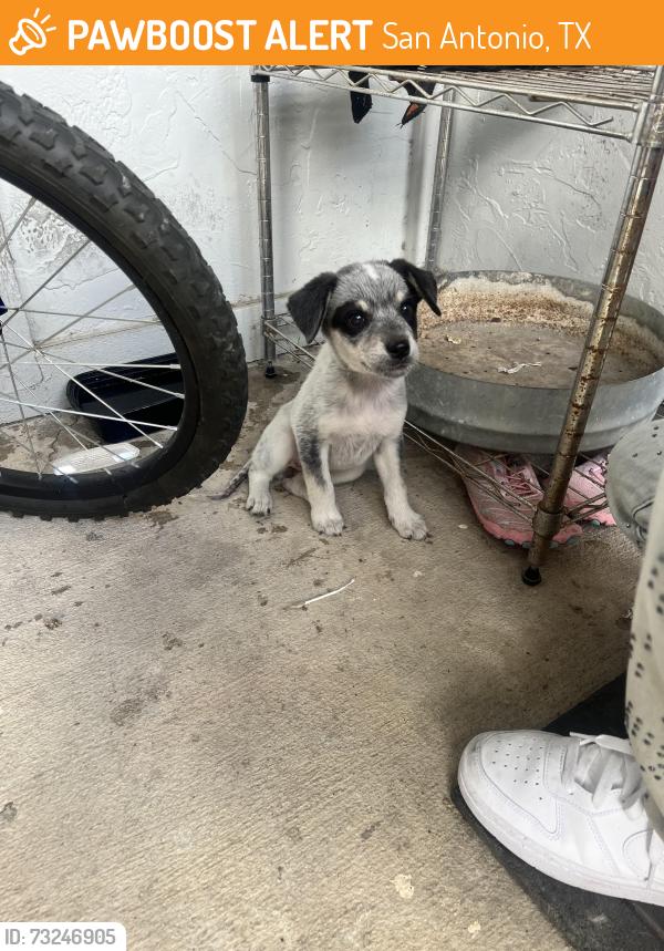 Found/Stray Female Dog last seen Hyperion apmts, San Antonio, TX 78240