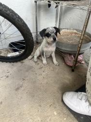 Found/Stray Female Dog last seen Hyperion apmts, San Antonio, TX 78240