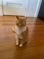Reunited Male Cat last seen Nepean Hwy between Laburnum St and White St, Parkdale, VIC 3195