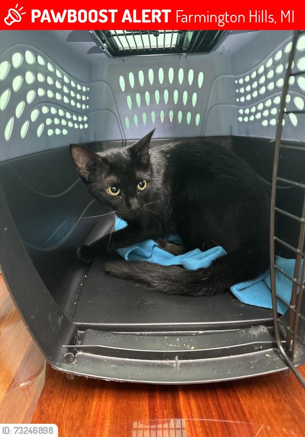 Lost Female Cat last seen County Oaks Sub is near 13 & Halsted; Shenandoah Dr, btwn Arlington and Valley Bend Dr, Farmington Hills, MI 48331