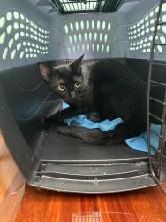 Lost Female Cat last seen County Oaks Sub is near 13 & Halsted; Shenandoah Dr, btwn Arlington and Valley Bend Dr, Farmington Hills, MI 48331