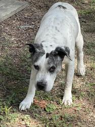 Reunited Male Dog last seen Harrison Pike and Lakeshore Tr, Chattanooga, TN 37416