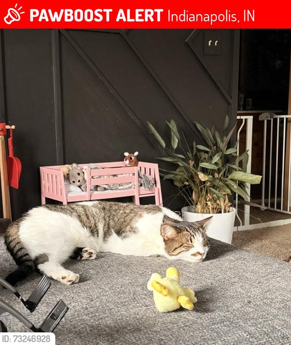 Lost Female Cat last seen S German church Road & Prospect St, Indianapolis, IN 46239