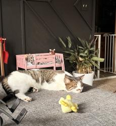 Lost Female Cat last seen S German church Road & Prospect St, Indianapolis, IN 46239