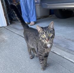 Reunited Unknown Cat last seen Barr Rd, Lexington, SC 29072