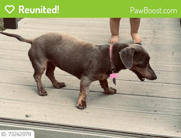 Reunited Female Dog last seen CR 2901, Eustace, TX 75124