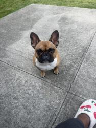 Lost Female Dog last seen Northern blvd, Queens, NY 11358