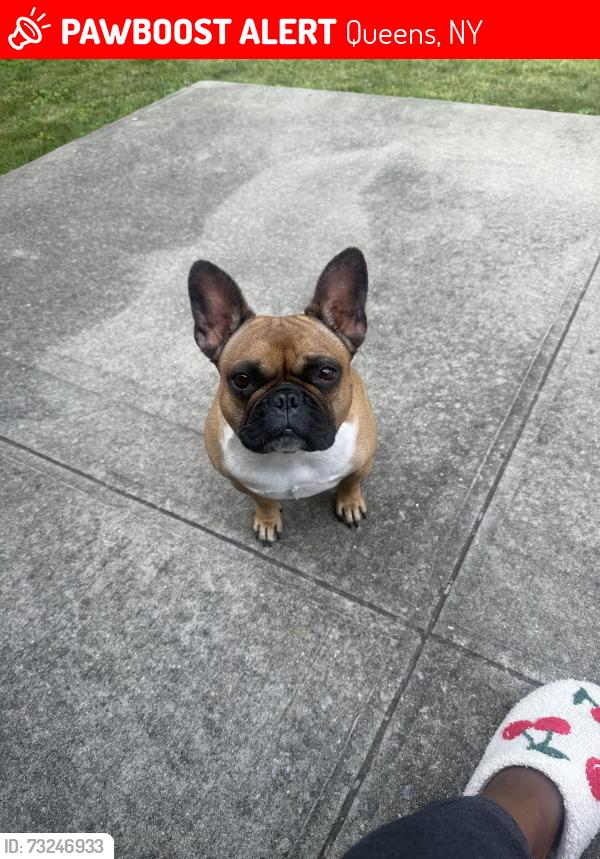 Lost Female Dog last seen Northern blvd, Queens, NY 11358