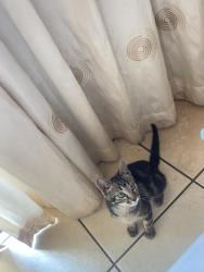Lost Male Cat last seen President Road president park, Midrand, GP 1685