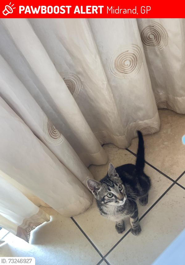 Lost Male Cat last seen President Road president park, Midrand, GP 1685