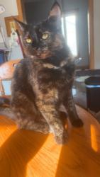 Lost Female Cat last seen Cleveland ave and McKinley ave. We are right by Gaston elementary, Beloit, WI 53511