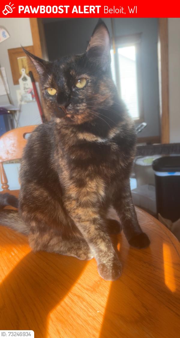 Lost Female Cat last seen Cleveland ave and McKinley ave. We are right by Gaston elementary, Beloit, WI 53511