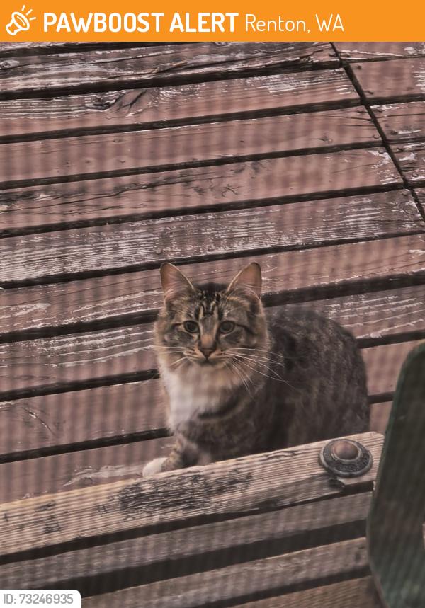 Found/Stray Unknown Cat last seen SW VICTORIA ST & HARDIE AVE, Renton, WA 98057