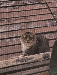 Found/Stray Unknown Cat last seen SW VICTORIA ST & HARDIE AVE, Renton, WA 98057
