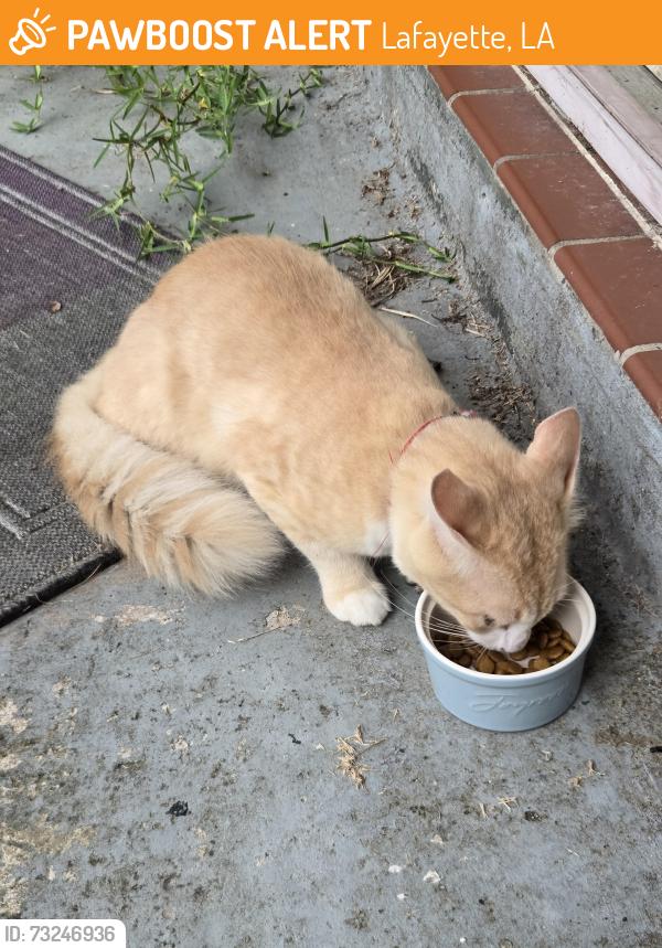 Found/Stray Male Cat last seen Plaza village and Toulouse, Lafayette, LA 70506