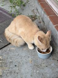 Found/Stray Male Cat last seen Plaza village and Toulouse, Lafayette, LA 70506