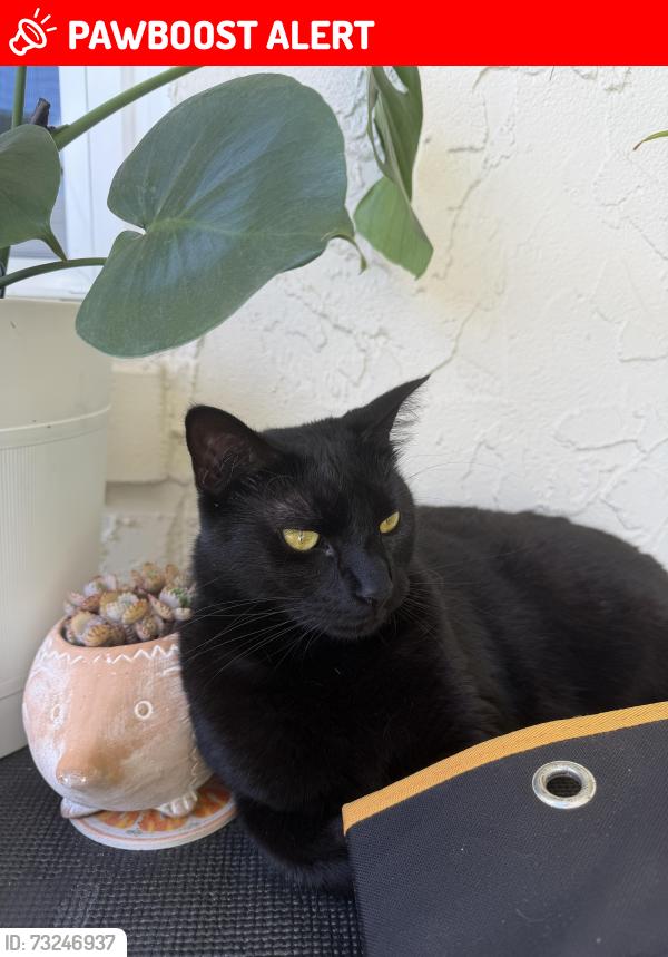 Lost Female Cat last seen Spring lake road, Altamonte Springs, FL 32701