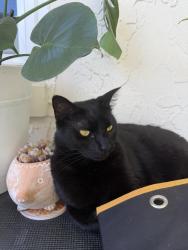 Lost Female Cat last seen Spring lake road, Altamonte Springs, FL 32701