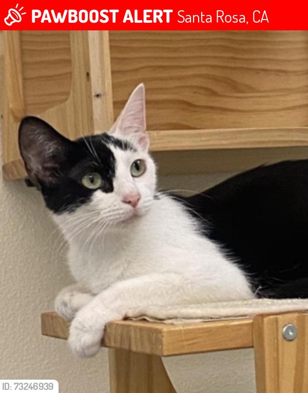 Lost Female Cat last seen Prospect Ave., Santa Rosa, CA 95409