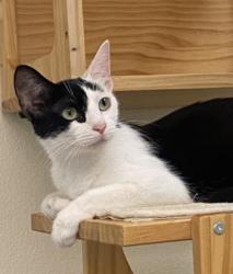 Lost Female Cat last seen Prospect Ave., Santa Rosa, CA 95409