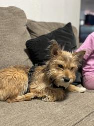Reunited Male Dog last seen Dayton st, Sacramento, CA 95838
