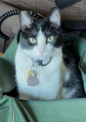 Lost Female Cat last seen Ethanac/Goetz, Perris, CA 92570