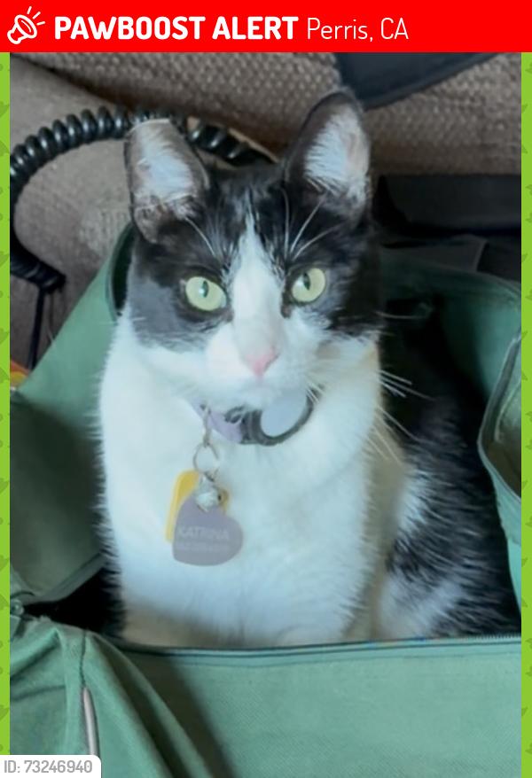 Lost Female Cat last seen Ethanac/Goetz, Perris, CA 92570