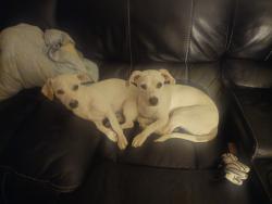 Found/Stray Male Dog last seen Desert inn and pecos, Las Vegas, NV 89121