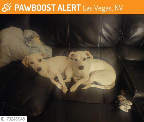 Found/Stray Male Dog last seen Desert inn and pecos, Las Vegas, NV 89121
