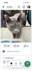 Lost Male Cat last seen Alida, Oakland, CA 94602