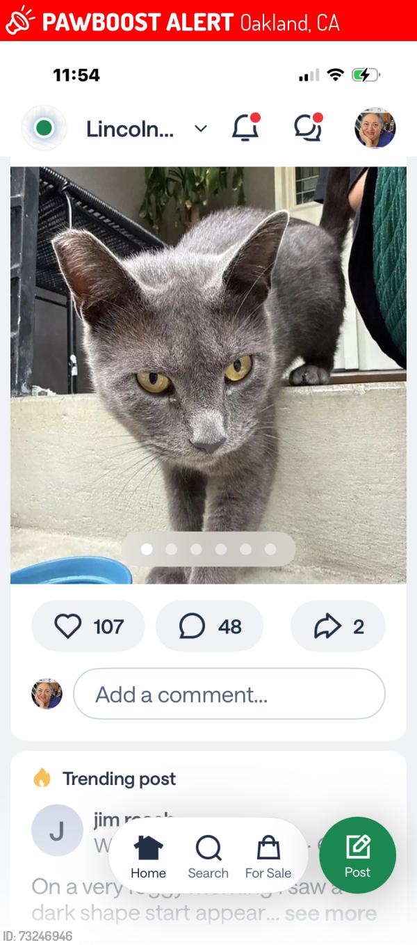 Lost Male Cat last seen Alida, Oakland, CA 94602