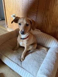 Found/Stray Female Dog last seen Northgate Blvd, Sacramento, CA 95833