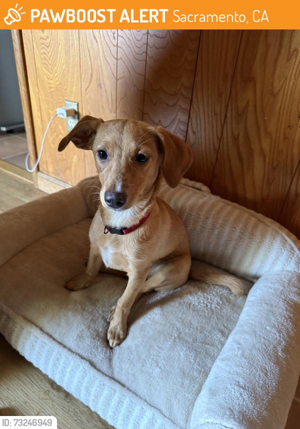 Found/Stray Female Dog last seen Northgate Blvd, Sacramento, CA 95833