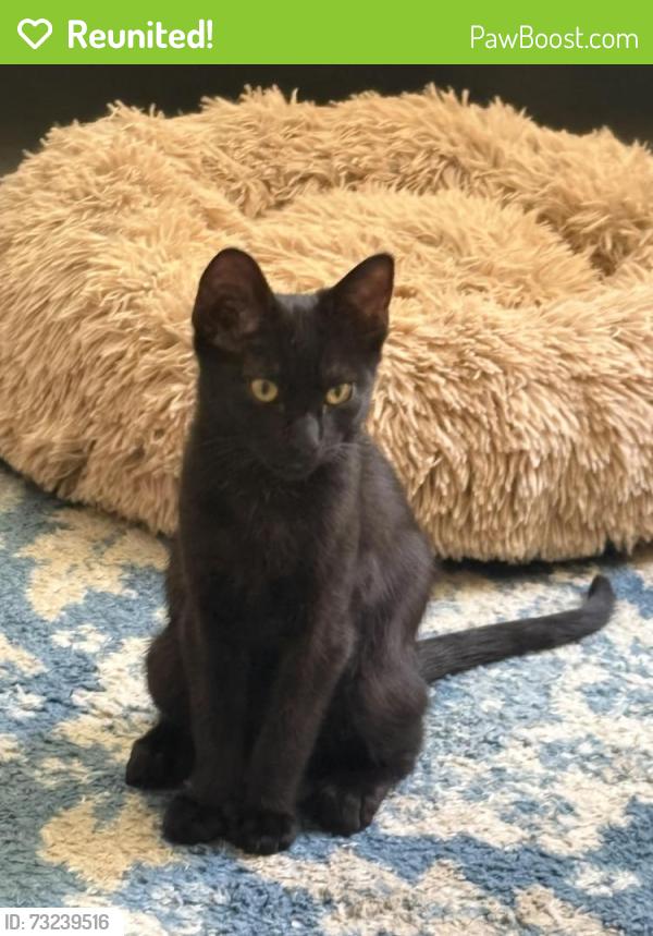 Reunited Male Cat last seen 28th St and Landis, San Diego, CA 92104