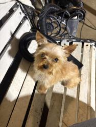 Lost Female Dog last seen Elem ave, San Bernardino, CA 92404