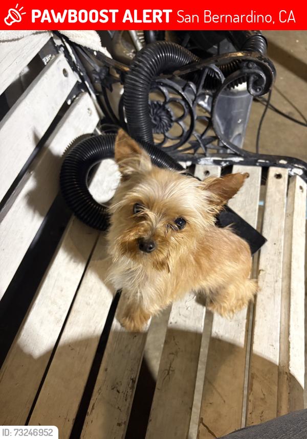 Lost Female Dog last seen Elem ave, San Bernardino, CA 92404