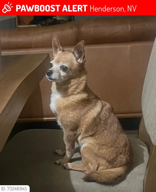Lost Female Dog last seen Green Valley Parkway & Windmill, Henderson, NV 89074