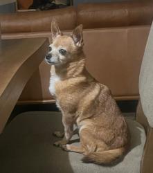 Lost Female Dog last seen Green Valley Parkway & Windmill, Henderson, NV 89074