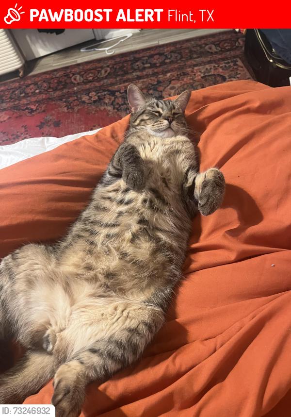 Lost Male Cat last seen Hide-A-Way Bay, Flint, Flint, TX 75762