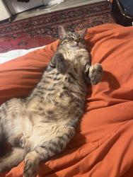 Lost Male Cat last seen Hide-A-Way Bay, Flint, Flint, TX 75762