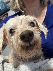 Reunited Male Dog last seen Near Senterra Bend Cir, Spring, TX 77379, USA, Spring, TX 77379