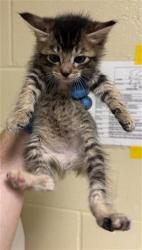 Shelter Stray Female Cat last seen GARDEN HWY & I 5 SB, 2127 Front St, Sacramento, CA 95818, USA